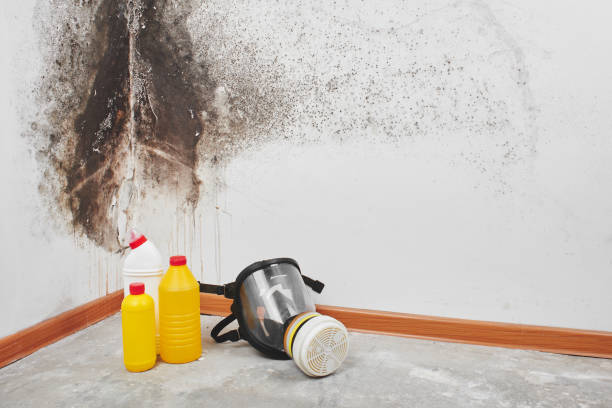 Best Attic Mold Remediation in Lake In The Hls, IL
