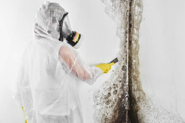 Best DIY Mold Remediation Support Services in Lake In The Hls, IL