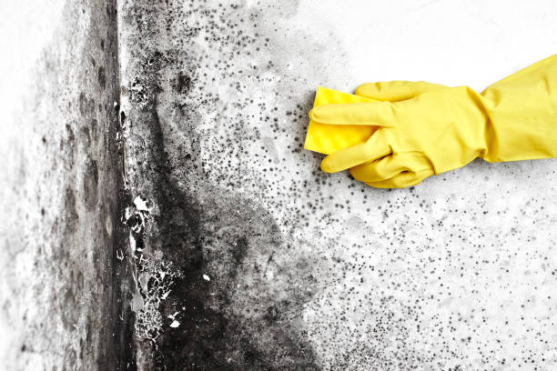 Best Commercial Mold Remediation in Lake In The Hls, IL