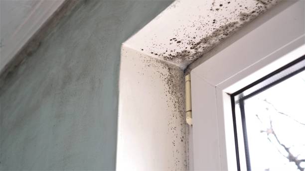 Best Bathroom Mold Remediation in Lake In The Hls, IL