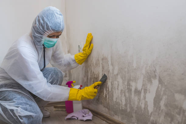 Best Mold Testing and Inspection Services in Lake In The Hls, IL