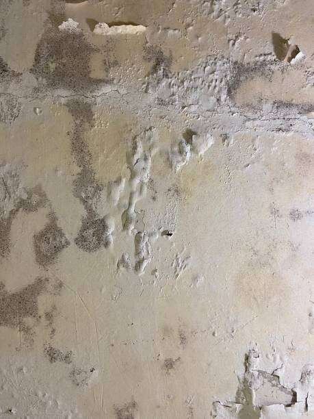 Best Kitchen Mold Remediation in Lake In The Hls, IL