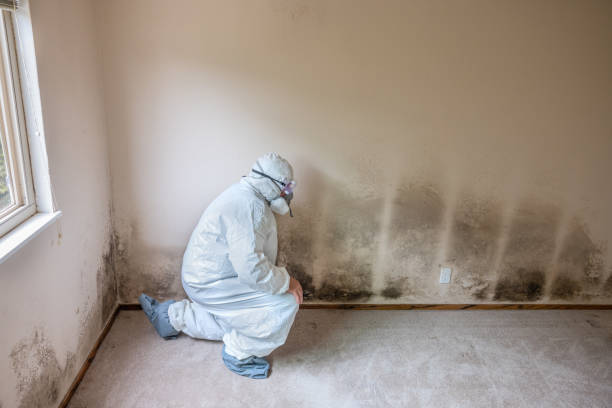 Best Industrial Mold Remediation in Lake In The Hls, IL