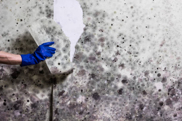 Best Emergency Mold Remediation in Lake In The Hls, IL