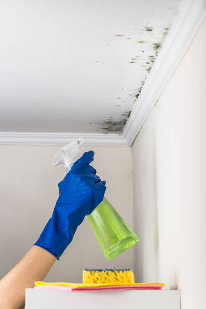 Best Post-Remediation Services in Lake In The Hls, IL